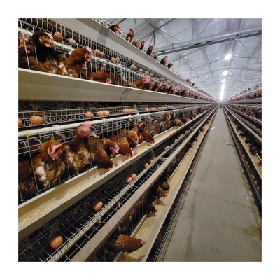 जस्ती स्टील चिकन अंडे देने के लिए पिंजरे बड़ी क्षमता 96-160 मुर्गियां