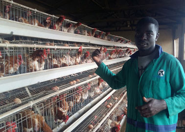 खेती पोल्ट्री चिकन पिंजरों लंबी उम्र के साथ स्वचालित चिकन परत पिंजरे