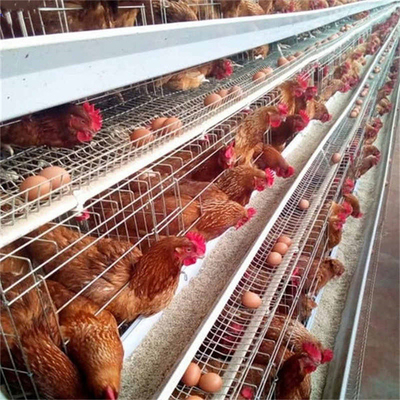 1000 चिकन परतों के फार्म के लिए एक प्रकार का गर्म जस्ती परत मुर्गी पिंजरे