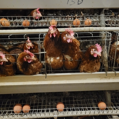 बैटरी धातु पशु परत मुर्गी के अंडे देने के लिए मुर्गी के पिंजरे