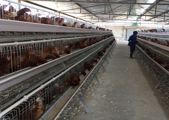 अंडा पीवीसी परत 2000 पक्षियों के लिए चिकन पिंजरे पोल्ट्री फार्म निर्माण